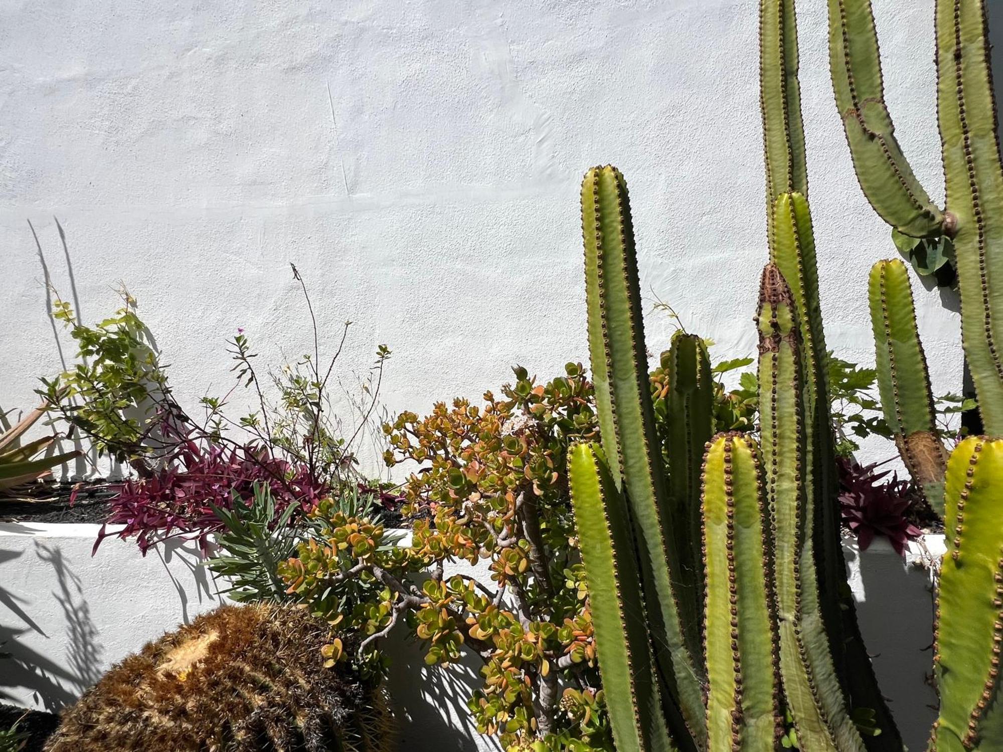 Oasis En Lanzarote Villa Costa Teguise Eksteriør bilde