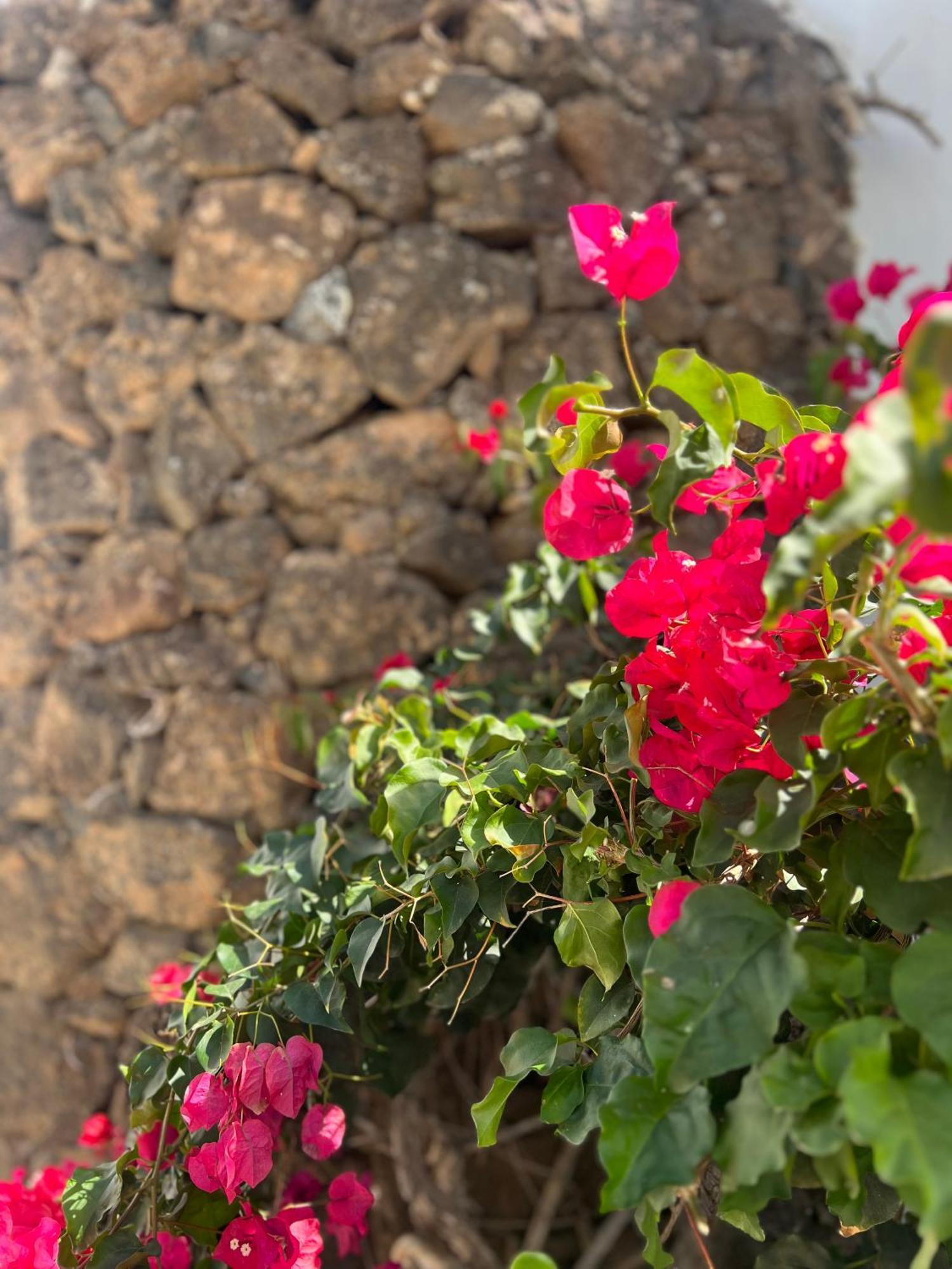 Oasis En Lanzarote Villa Costa Teguise Eksteriør bilde